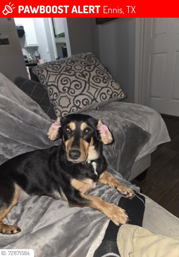 Lost Female Dog last seen Ensign Rd, Ennis, TX 75119