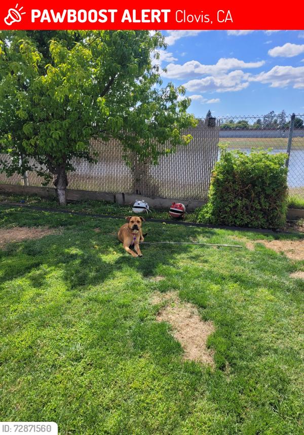 Lost Female Dog last seen Clovis and Third St, Clovis, CA 93612