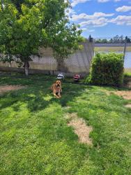 Lost Female Dog last seen Clovis and Third St, Clovis, CA 93612