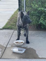 Found/Stray Male Dog last seen Hampton and Dennison, Dallas, TX 75212