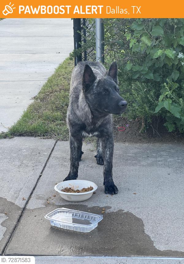 Found/Stray Male Dog last seen Hampton and Dennison, Dallas, TX 75212