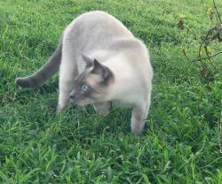 Lost Male Cat last seen Mango Fade Way,  in Mirada, San Antonio 33576, Pasco County, FL 33545