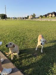 Found/Stray Female Dog last seen Lake pat cleburne, Cleburne, TX 76033