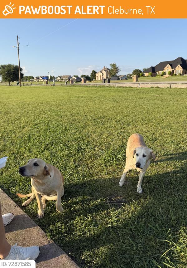 Found/Stray Female Dog last seen Lake pat cleburne, Cleburne, TX 76033