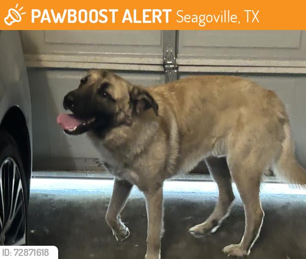 Found/Stray Male Dog last seen Seagoville Police Station, Seagoville, TX 75159