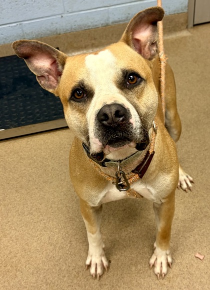 Shelter Stray Male Dog last seen , GA , Atlanta, GA 30341