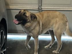 Found/Stray Male Dog last seen Seagoville Police Station, Seagoville, TX 75159
