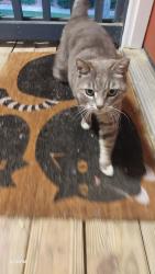 Found/Stray Male Cat last seen Waffle hse, Marietta, GA 30067