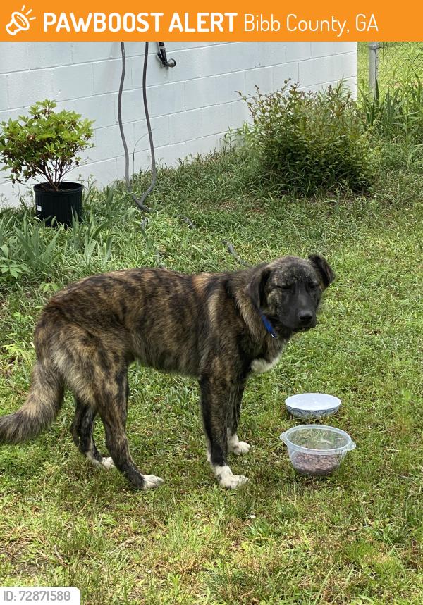 Found/Stray Male Dog last seen Between Hartley Bridge Rd and Fulton Mill Rd, Bibb County, GA 31052