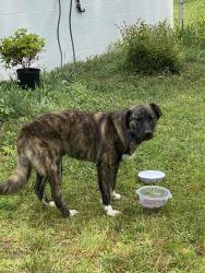 Found/Stray Male Dog last seen Between Hartley Bridge Rd and Fulton Mill Rd, Bibb County, GA 31052