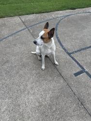 Found/Stray Male Dog last seen Frankford and tollway, Dallas, TX 75287