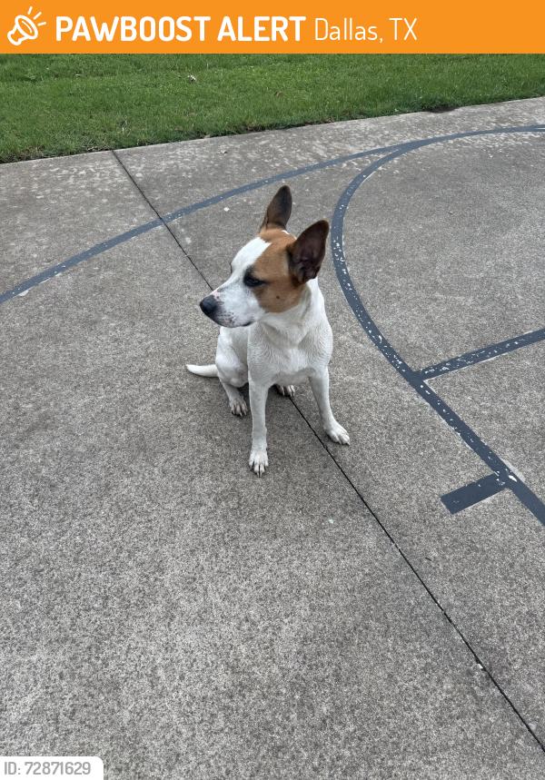 Found/Stray Male Dog last seen Frankford and tollway, Dallas, TX 75287