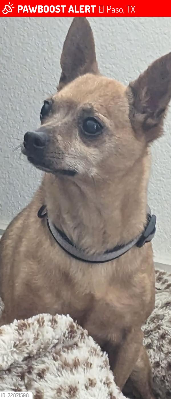 Lost Male Dog last seen Montana and copia, El Paso, TX 79903