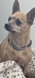 Lost Male Dog last seen Montana and copia, El Paso, TX 79903