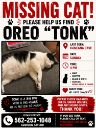 Lost Male Cat last seen Kaneana cave, Waianae, HI 96792