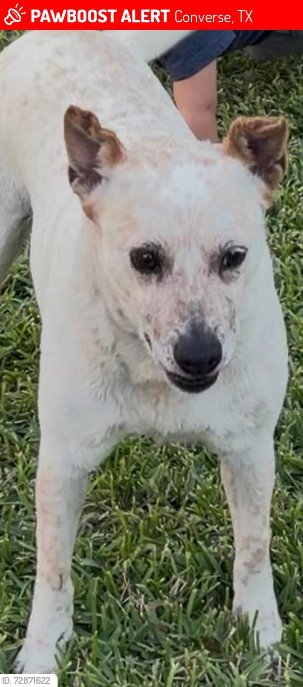Lost Female Dog last seen Ketzer Ranch in Converse , Converse, TX 78109