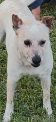 Lost Female Dog last seen Ketzer Ranch in Converse , Converse, TX 78109