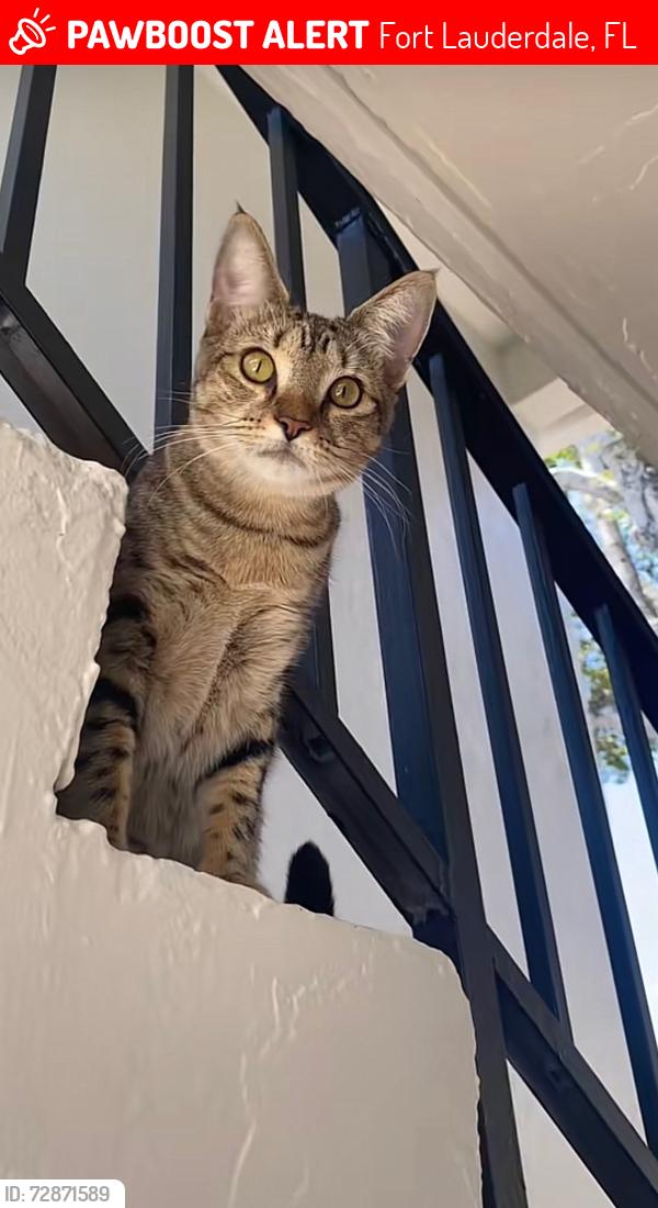 Lost Female Cat last seen Near a yacht club , Fort Lauderdale, FL 33334