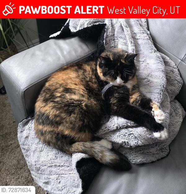Lost Female Cat last seen Near S 5400 W 84120, West Valley City, UT 84120