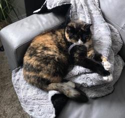 Lost Female Cat last seen Near S 5400 W 84120, West Valley City, UT 84120