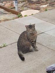 Found/Stray Unknown Cat last seen Jake Rusher Park, Asheville, NC 28704