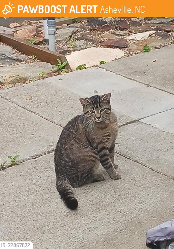 Found/Stray Unknown Cat last seen Jake Rusher Park, Asheville, NC 28704