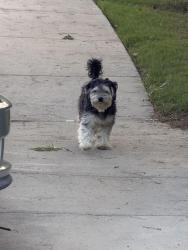 Found/Stray Male Dog last seen Mansions at sunset ridge, Carrollton, TX 75010