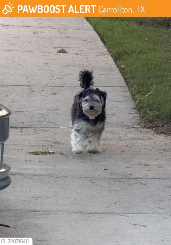 Found/Stray Male Dog last seen Mansions at sunset ridge, Carrollton, TX 75010
