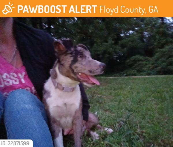 Found/Stray Female Dog last seen Blacks bluff and milners glen, Floyd County, GA 30161