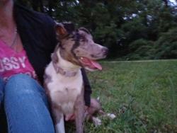 Found/Stray Female Dog last seen Blacks bluff and milners glen, Floyd County, GA 30161