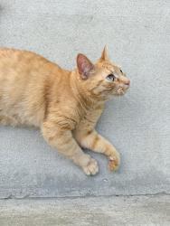 Lost Male Cat last seen Oaktree apmts , Newark, DE 19713
