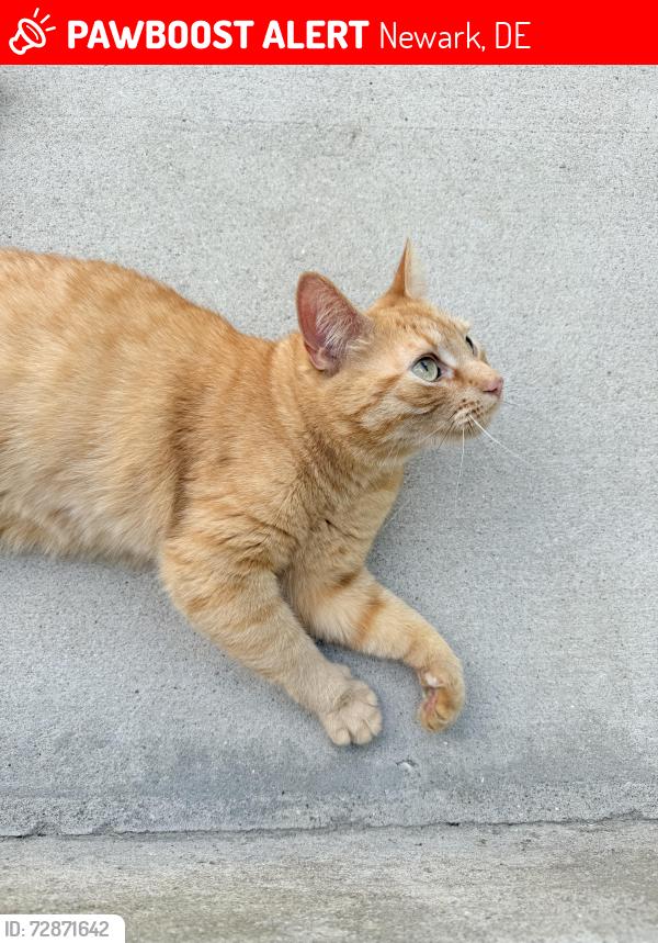 Lost Male Cat last seen Oaktree apmts , Newark, DE 19713