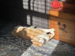 Lost Male Cat last seen 23rd and Bernard, Spokane, WA 99203