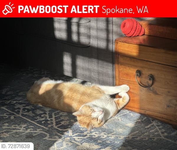 Lost Male Cat last seen 23rd and Bernard, Spokane, WA 99203