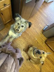 Lost Male Dog last seen Macon, Memphis, TN 38134