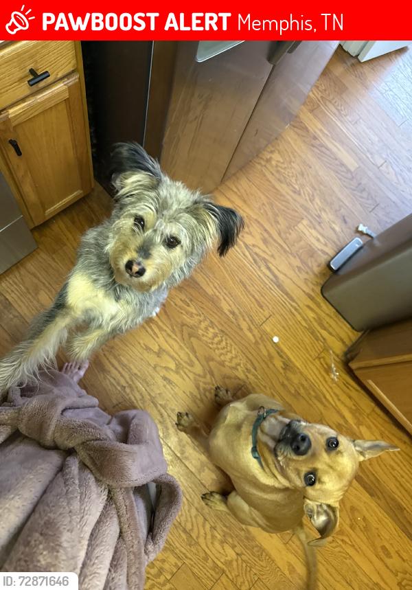 Lost Male Dog last seen Macon, Memphis, TN 38134