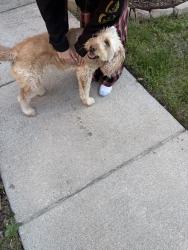 Found/Stray Male Dog last seen Dorado Ranch, Haslet, TX 76052