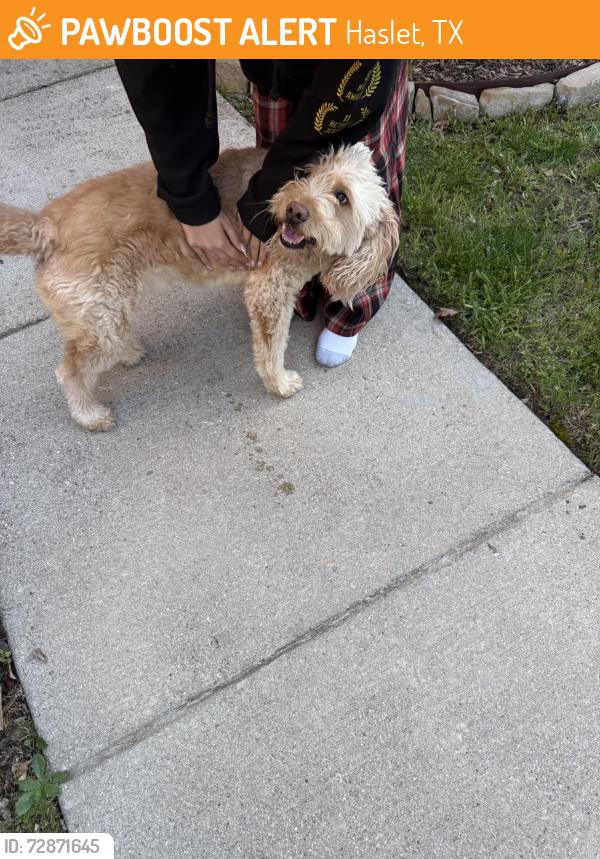 Found/Stray Male Dog last seen Dorado Ranch, Haslet, TX 76052