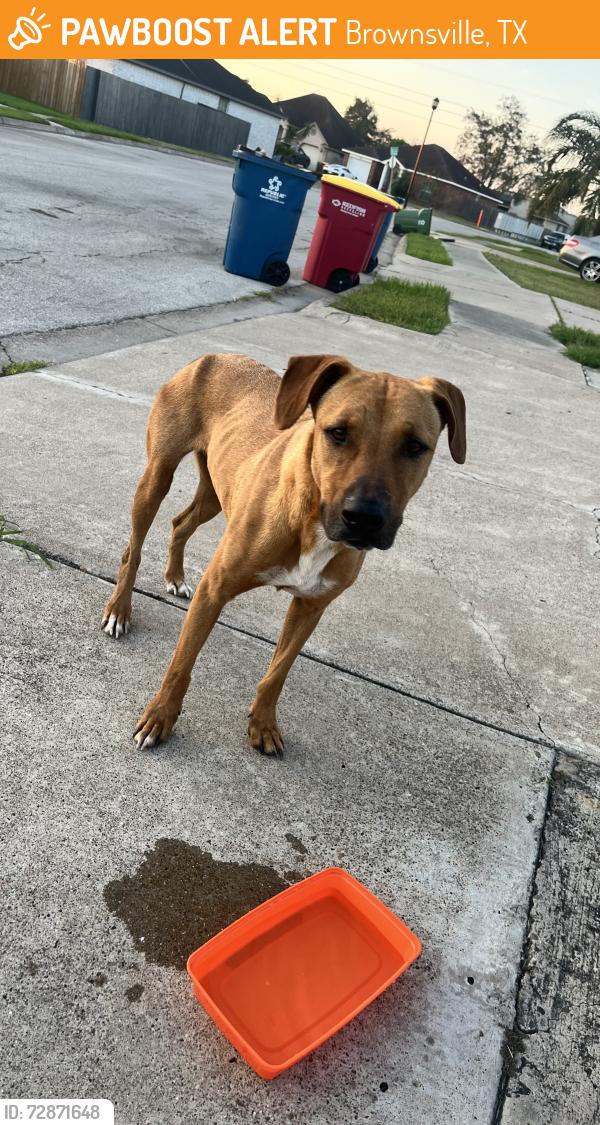 Found/Stray Male Dog last seen Neighborhood behind Paredes Elementary , Brownsville, TX 78526