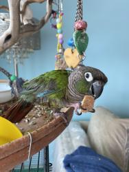 Lost Female Bird last seen 116E NJ Tpke, Ridgefield, NJ 07657, Carlstadt, NJ 07072