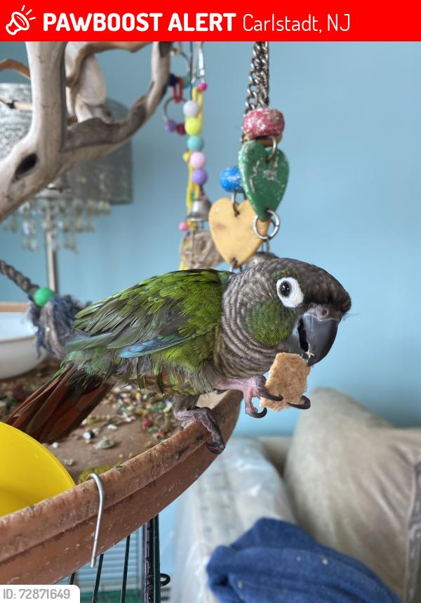Lost Female Bird last seen 116E NJ Tpke, Ridgefield, NJ 07657, Carlstadt, NJ 07072