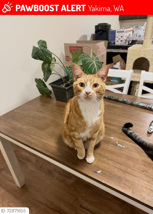 Lost Male Cat last seen S 16Th ST and viola , Yakima, WA 98901