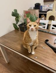 Lost Male Cat last seen S 16Th ST and viola , Yakima, WA 98901