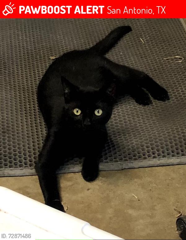 Lost Male Cat last seen Jones Maltsberger Rd, San Antonio, TX 78216