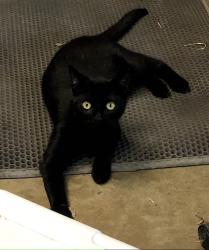 Lost Male Cat last seen Jones Maltsberger Rd, San Antonio, TX 78216