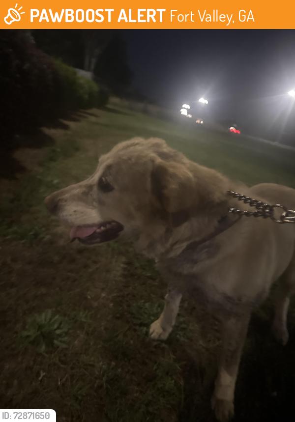Found/Stray Female Dog last seen Found by Tapatio Mexican restaurant , Fort Valley, GA 31030