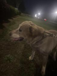 Found/Stray Female Dog last seen Found by Tapatio Mexican restaurant , Fort Valley, GA 31030