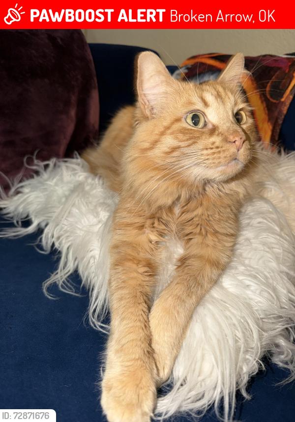 Lost Male Cat last seen 111th & Elm, Broken Arrow, OK 74011