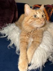 Lost Male Cat last seen 111th & Elm, Broken Arrow, OK 74011