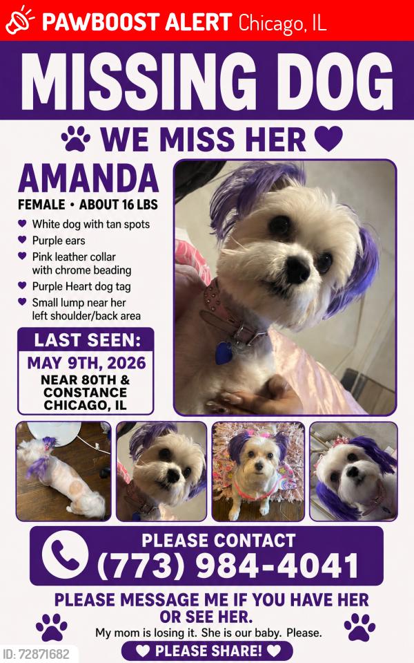 Lost Female Dog last seen Constance Ave/ Ridgeland , Chicago, IL 60617